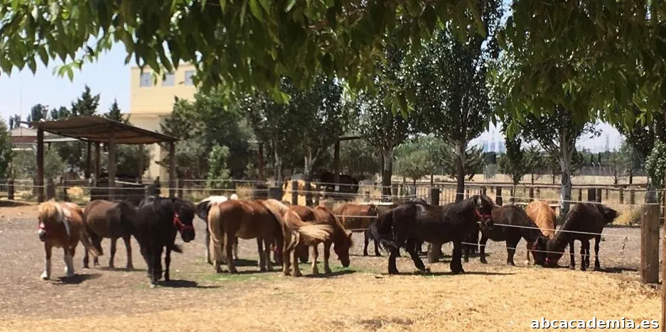 Escuela Equitación San Jorge
